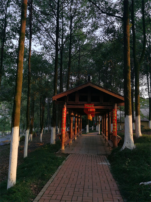 林荫小道